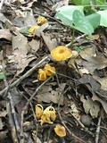 Cantharellus appalachiensis image