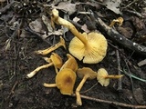 Cantharellus appalachiensis image