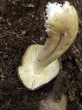 Megacollybia rodmanii image