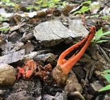 Pseudocolus fusiformis image