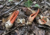 Pseudocolus fusiformis image