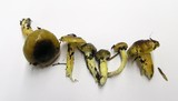 Hygrophorus siccipes image