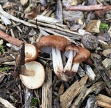 Rhodocollybia butyracea image