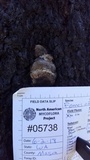 Fomitopsis officinalis image