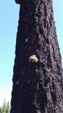 Fomitopsis officinalis image