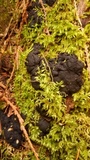 Kretzschmaria deusta image