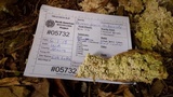 Perenniporia subacida image