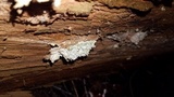 Perenniporia subacida image