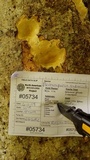 Perenniporia subacida image