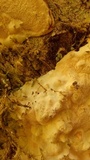 Perenniporia subacida image