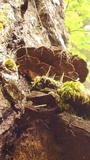 Phellinus gilbertsonii image