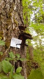 Phellinus gilbertsonii image