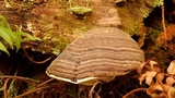 Fomitopsis mounceae image