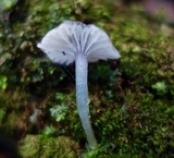Hygrocybe lilacina image
