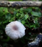 Hygrocybe lilacina image
