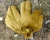 Calvatia pachyderma image