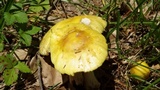 Amanita flavorubens image