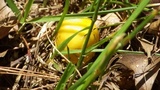 Amanita flavorubens image