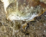 Calvatia pachyderma image