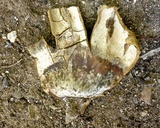 Calvatia pachyderma image