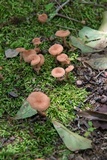 Lactarius areolatus image