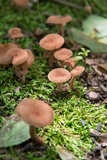 Lactarius areolatus image