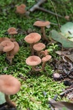 Lactarius areolatus image