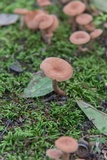Lactarius areolatus image