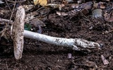 Amanita sect. Vaginatae image