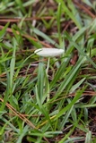 Leucocoprinus fragilissimus image