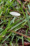 Leucocoprinus fragilissimus image