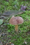 Aureoboletus auriporus image