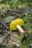 Aureoboletus auriporus image