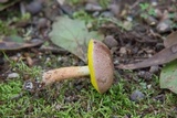 Aureoboletus auriporus image