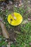 Aureoboletus auriporus image