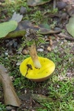Aureoboletus auriporus image