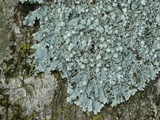 Physcia americana image