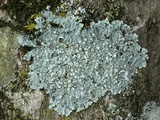 Physcia americana image