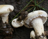 Agrocybe dura image