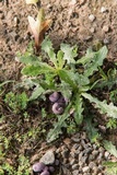 Tylopilus plumbeoviolaceus image