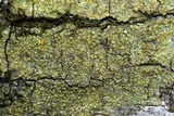 Gyalolechia flavorubescens image