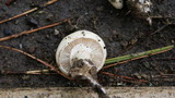 Agrocybe dura image