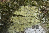 Gyalolechia flavorubescens image