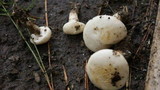 Agrocybe dura image
