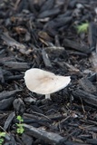 Pluteus petasatus image