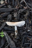 Pluteus petasatus image