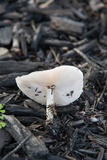 Pluteus petasatus image