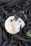 Pluteus petasatus image