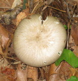Megacollybia rodmani image