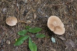 Tylopilus plumbeoviolaceus image